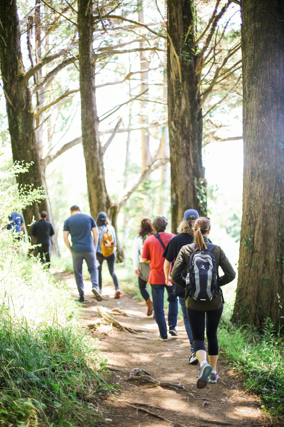 Hikers walk on a forest path with sunlight filtering through trees.